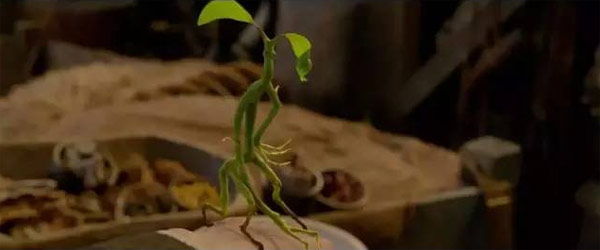 《神奇動物》里都有哪些神奇的動物？