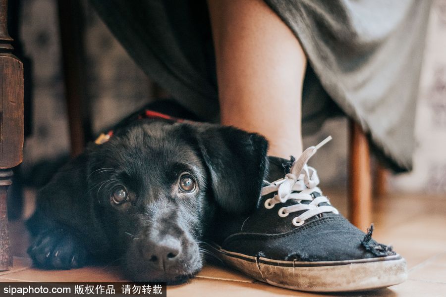 人類(lèi)最好的朋友 英國(guó)年度狗狗攝影師獲獎(jiǎng)作品（組圖）