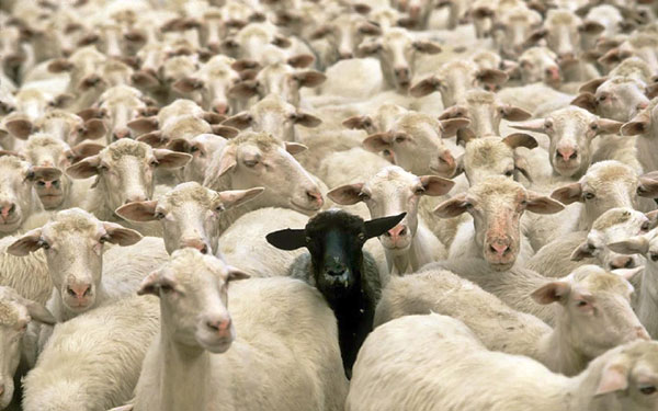 替罪羊（scapegoat）、敗家羊（black sheep），為何英語(yǔ)中背鍋的總是羊