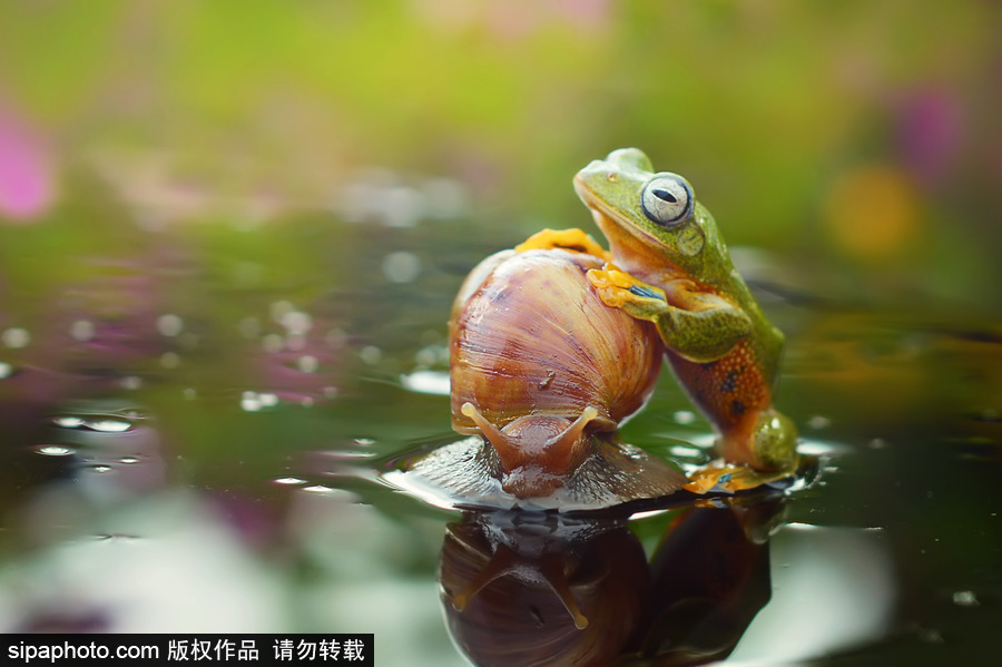 你的“蛙兒子”回來了嗎？盤點動物界佛系蛙日常萌照（組圖）