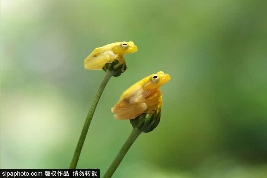你的“蛙兒子”回來了嗎？盤點動物界佛系蛙日常萌照（組圖）