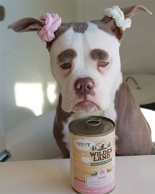 寵物表情帝:世界上最喪的汪