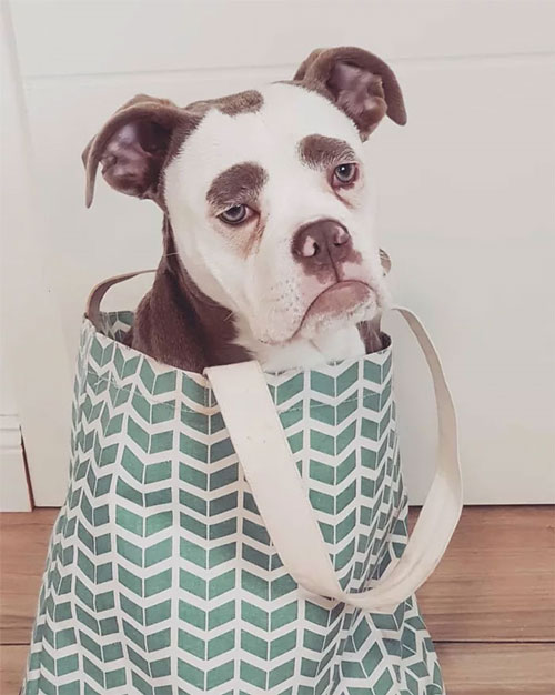 寵物表情帝:世界上最喪的汪