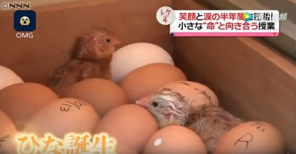 日本高中開另類生命課 讓學生親手養(yǎng)雞再宰了吃（視頻）