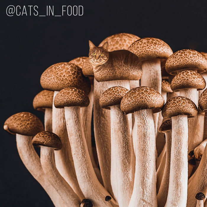 妙趣擋不??！把你最愛的貓P進(jìn)你最愛的美食（組圖）