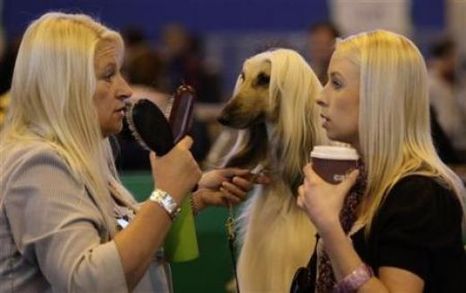 Dogs look like their owners <BR>研究稱(chēng)寵物狗酷似主人