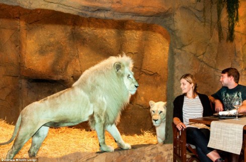 旅館？動物園？這是澳大利亞加馬拉野生動物旅館！