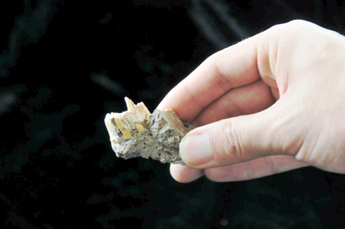 Latest fossils shed lights on evolution and the migration of man