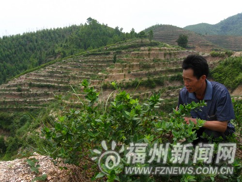 深山金銀花株株“搖錢樹(shù)”　打造成特色農(nóng)業(yè)樣板
