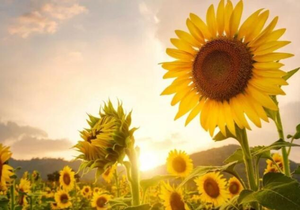 Encounter a flowery Zhangjiagang in spring