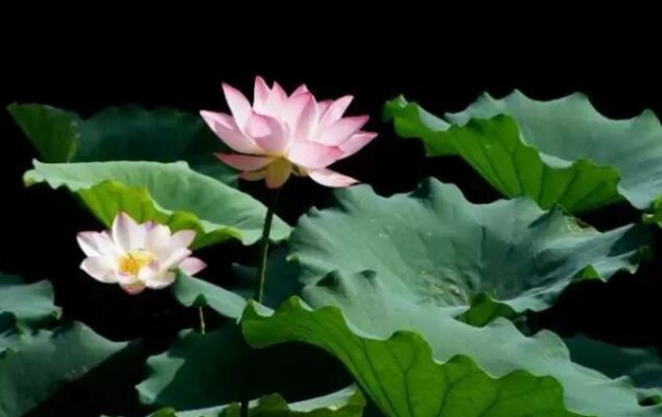 Encounter a flowery Zhangjiagang in spring