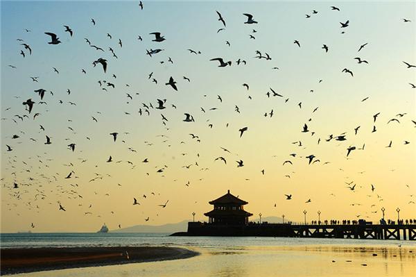 Black-headed gulls lighten up dull wintry scene in Qingdao