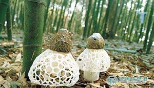 Yunnan's magical mushrooms