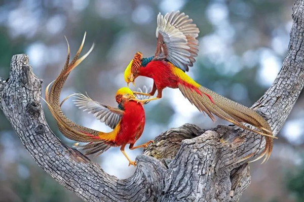 The 3rd City of Swan - Sanmenxia China International Photography Exhibition of Natural Ecology calls for photos