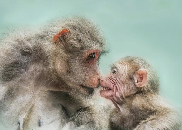 The 3rd City of Swan - Sanmenxia China International Photography Exhibition of Natural Ecology calls for photos