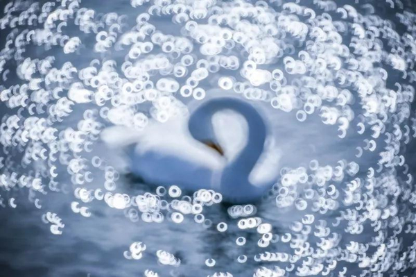 The 3rd City of Swan - Sanmenxia China International Photography Exhibition of Natural Ecology calls for photos