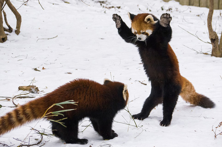 逗趣！美動物園小熊貓雪中嬉鬧打滾(組圖)