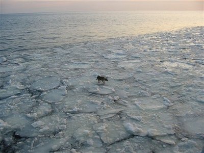 Dog rescued from icy Baltic Sea gets new master