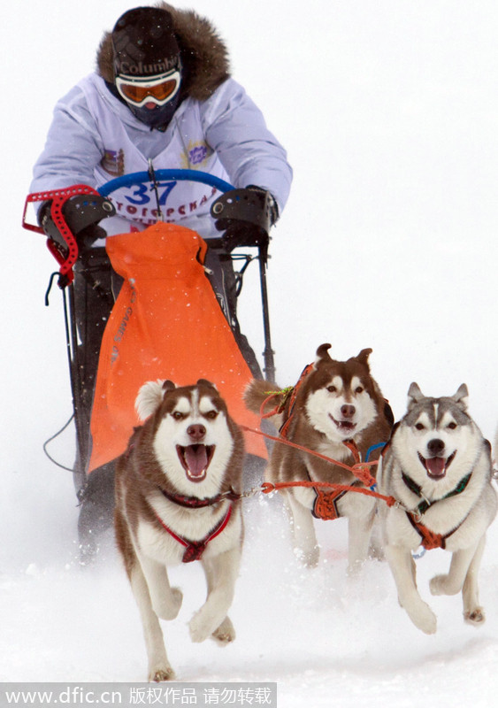 Dogs compete at the Siberean Cup