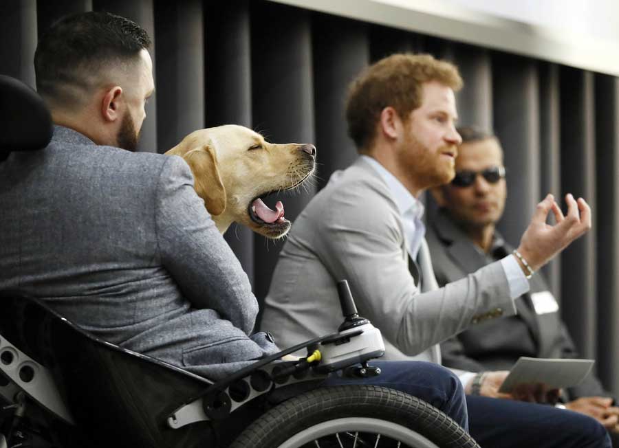 Yawning dog steals Prince Harry's thunder at health discussion