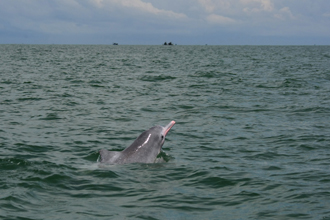 城市要發(fā)展，海豚要生存<A href=