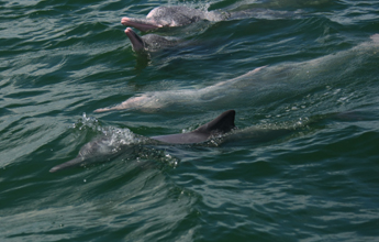 城市要發(fā)展，海豚要生存<A href=