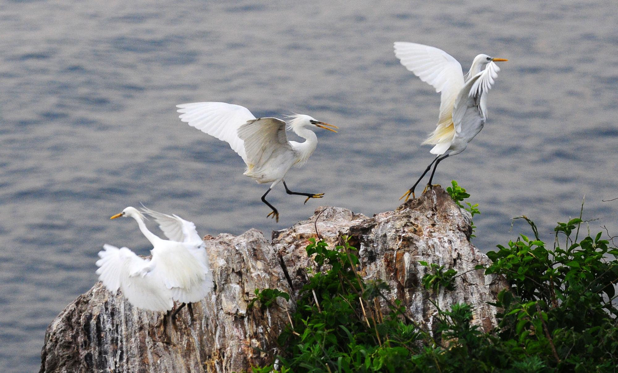 大連元寶島發(fā)現(xiàn)中國最大的黃嘴白鷺繁殖種群