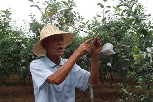 果業(yè)富民 銅川農(nóng)民人均果業(yè)收入達到1779元