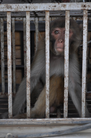 云南省委機(jī)關(guān)農(nóng)場(chǎng)獼猴咬人 動(dòng)物園吹管麻醉制伏(圖)
