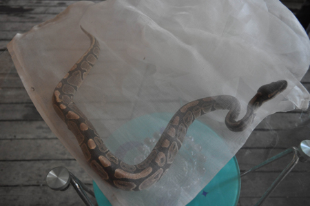 云南省委機(jī)關(guān)農(nóng)場(chǎng)獼猴咬人 動(dòng)物園吹管麻醉制伏(圖)