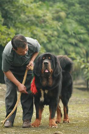 “中華第一獒”身價(jià)800萬(wàn)